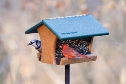 feeder