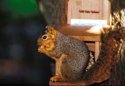 squirrel feeding