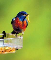 Dinner Bell Feeder
