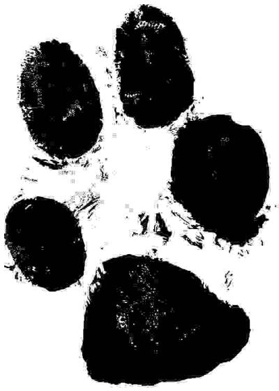 chey paw